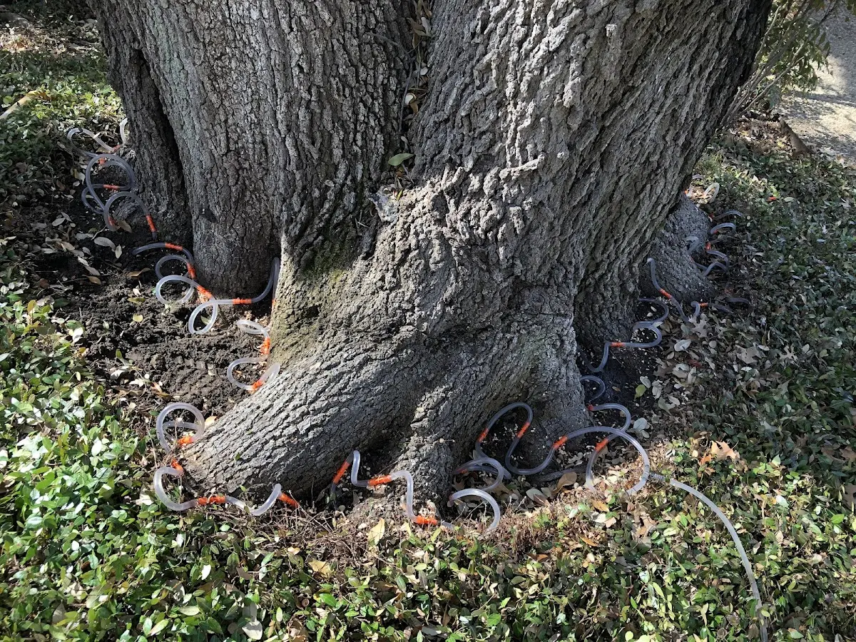 Detailed Tree Cabling and Bracing job site in Eldorado Springs
